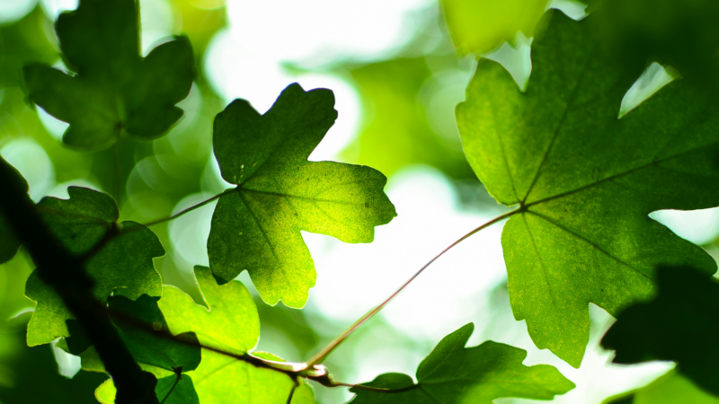 blog-green-scent-lab-hero.jpg Blog Green Hero