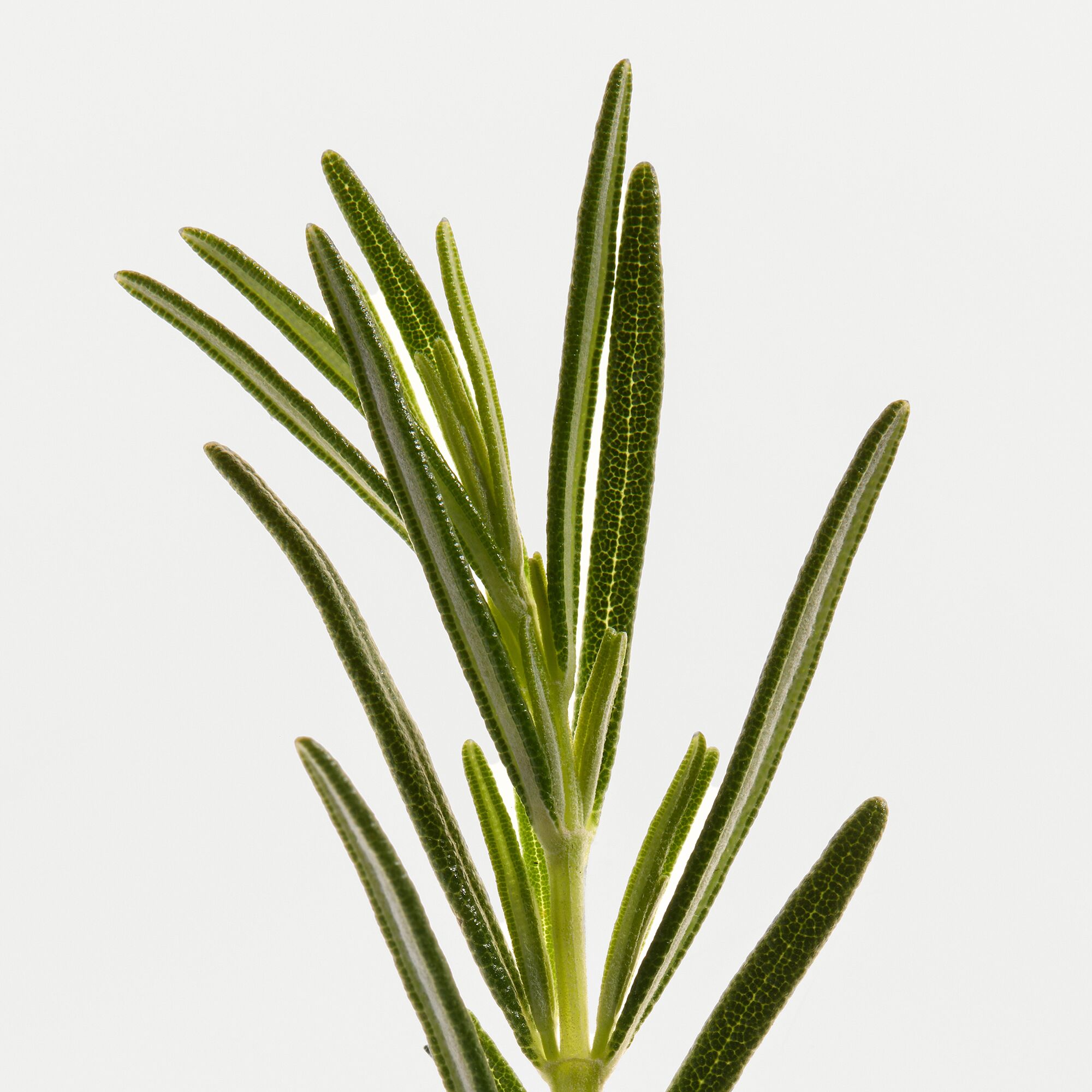 FRAGRANCE RESTAGE -SCENT INDICATORS
